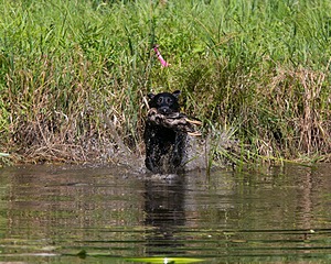 20130811-SHW-0373.jpg