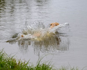 Joy Reed