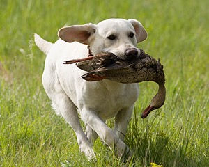 Baby's Kansas Brush Buster