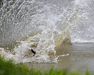 Ditch Schweitzer