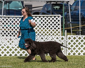 64 - CH Navarone's Absolutely Fabulous RN CGC (Edwina)