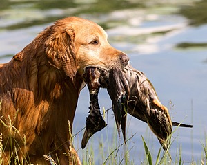 20160604-SEAW-1031.jpg