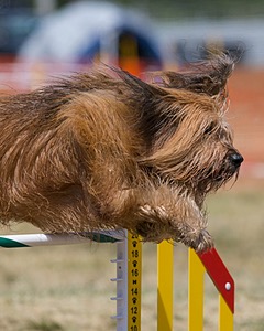 20150614-CCKC-1773.jpg