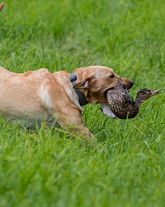 20170603-SHRL-1091.jpg