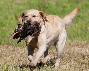 Gypsy