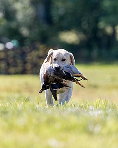 Weatherby Rowland