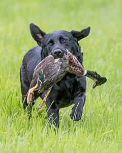 20170603-SHRL-0383.jpg