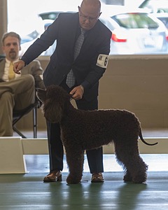 66 - GCH CH BLACKTHORN'S KEEVA CROMPTON AX AXJ XF RN CGC (Keeva)