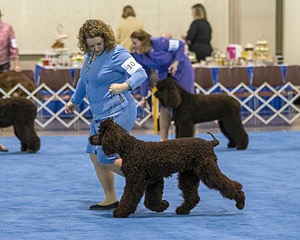 10 - Poole's Ide Touch Of Mink (Darla)