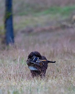 Ghillie Kezer