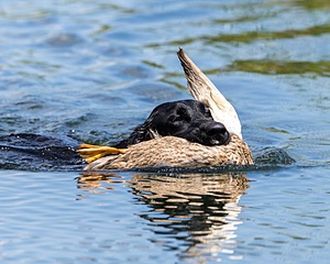 Sea Jay Eaton