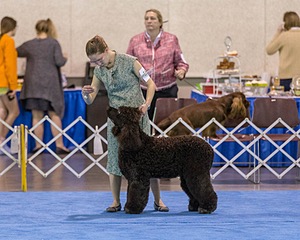 19 - GCH CH Axelhurn Now I'm Here (Marcus)