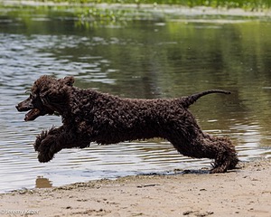Ghillie