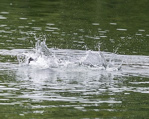 Boaty Bellicose