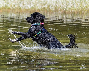 Gabi Robinson