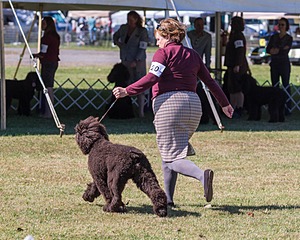 20 - GCH ALL GREEN WI'ENVY V ALPHA NORDIC DS CD RE (Jade)