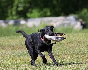 20130601-SHRL-0433.jpg