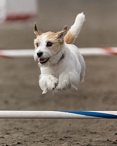 Teddy Caruso