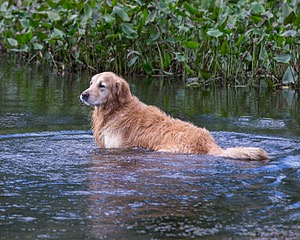 Ghillie Deresienska