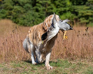 Ghillie Deresienska