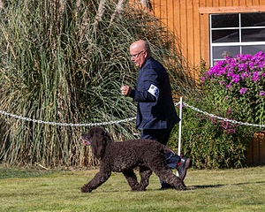 24 - GCH CH BLACKTHORN'S KEEVA CROMPTON RM AX AXJ XF TKN (Keeva)