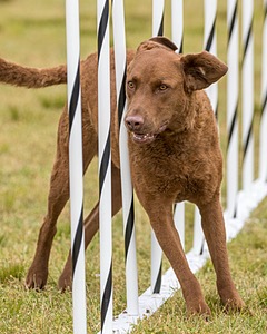Tillie Cross