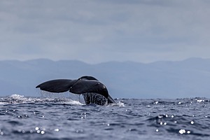 Sperm Whale