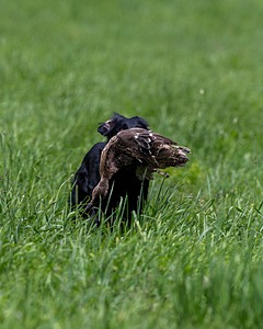 Hunter Law