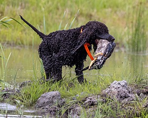 Ghillie Kezer