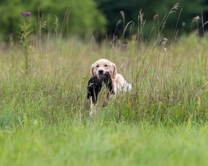 Meadow