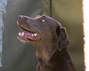 Miss Brandy Trinity's Petaquamscut River Queen SH