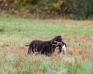 Ghillie Kezer