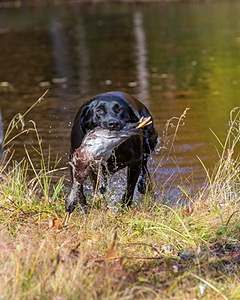 Iowa Pointing Labs Messinger's Kel (Kel)