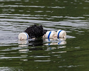 Boaty Bellicose