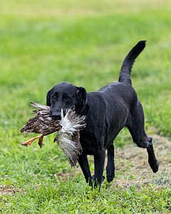 Cane Robichaud