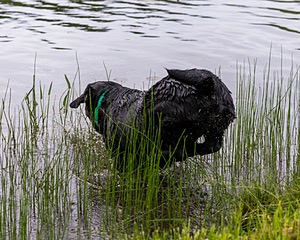 Ruffy Wolcott