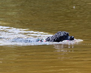 Rio Peter