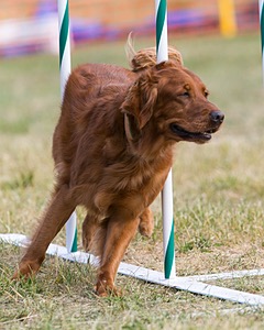 20150614-CCKC-0057.jpg