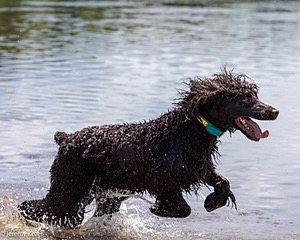 Ghillie