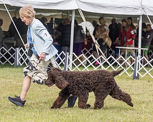 07 - GCH CH CASTLEHILL'S RAMBLIN' RAFAEL O'CRISPIN BN (Rafi)