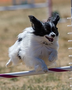 20160618-CCKC-1859.jpg