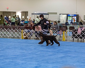 14 - Chantico's Super G O'Muddy Waters (Ghillie)