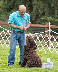 2802 - CH BLACKTHORN'S LASS THAT LOVES A SAILOR IN WICKLOW CD BN RM CGC (Calypso)