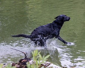 Ziva Jefferson