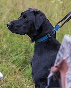 Gunner