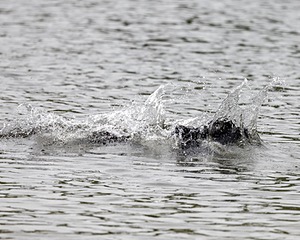 Guido McCracken
