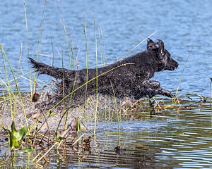 Ruger Bodine