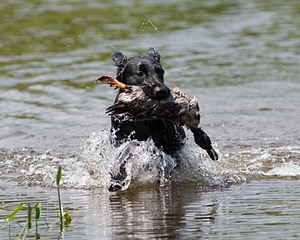 Grousemoor Almosteden Ripple