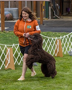 2304 - GCH CH BREKKON'S FIRST MARK BN RN CGC TKN (Hunny)