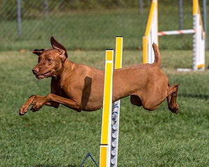 Catie Cormier